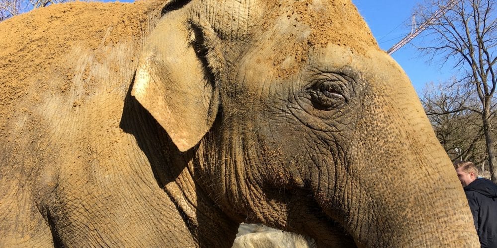 glas seele sposert das neue Elefantenhaus im Zoo Augsburg